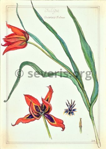 8. Peony from Troodos - museum at home - phoca_thumb_l_PNT-00084_Milla Cavendish 1893-1976_Tulipa April 1959_Watercolour_36 x 25 cm.jpg
