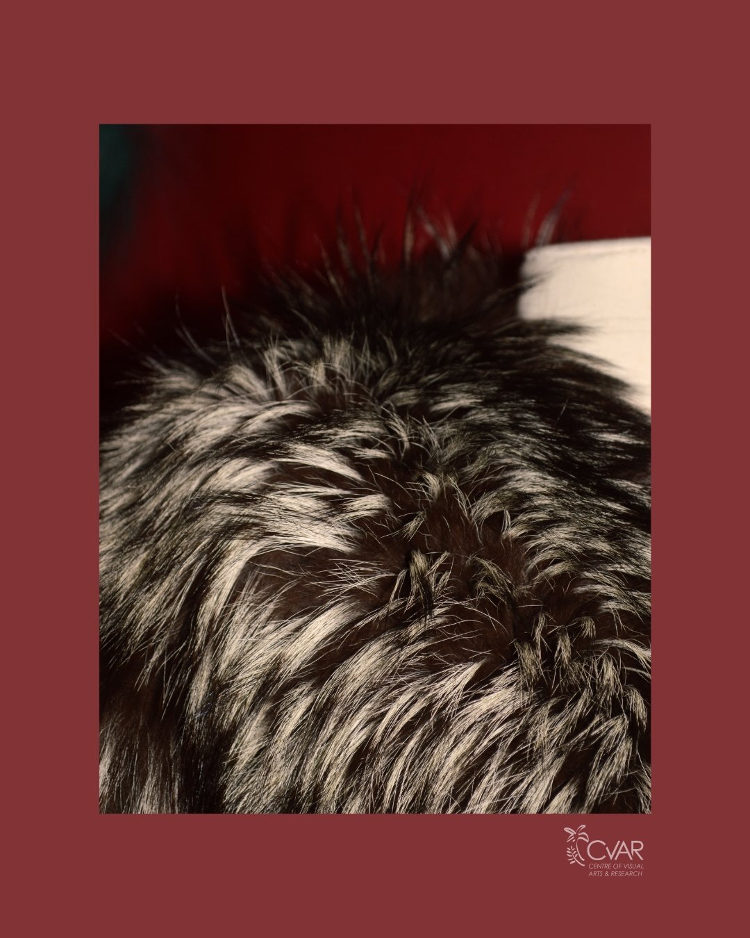 AUG Fur 2.jpg