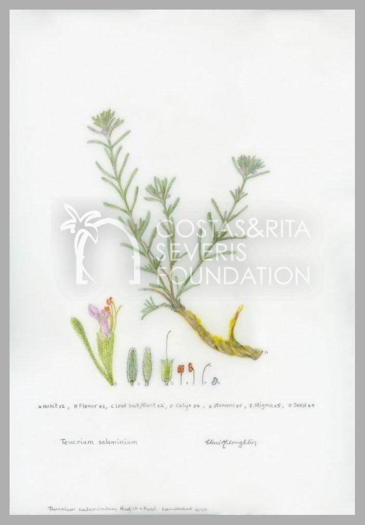 Teucrium salaminium-PNT-01123