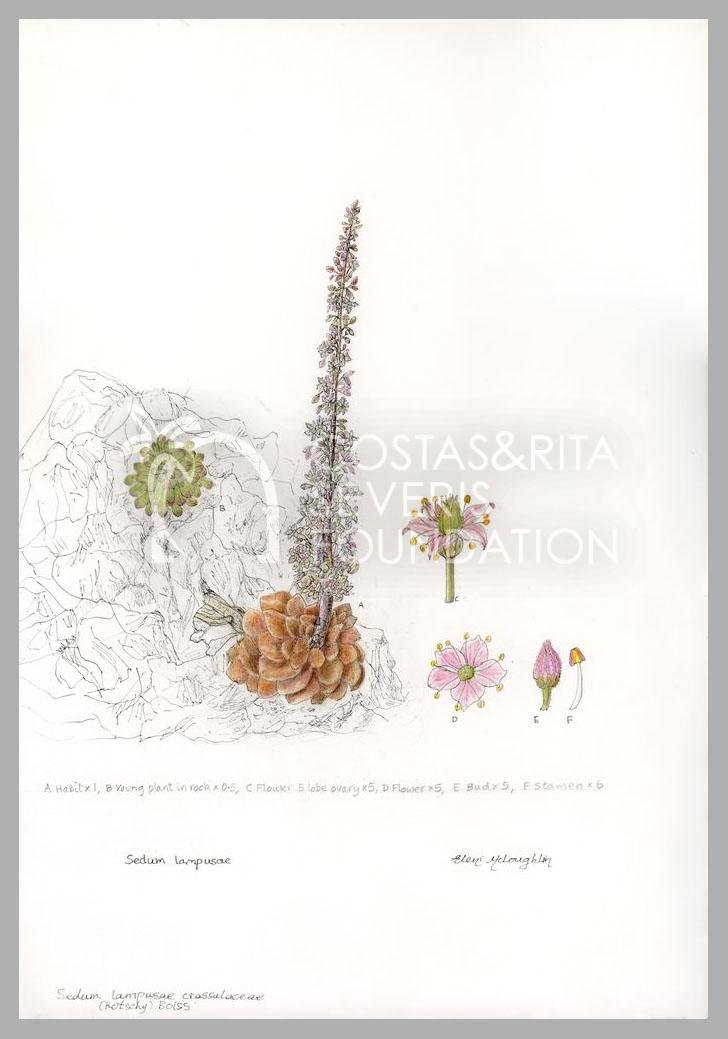 Sedum lampusae-PNT-01124