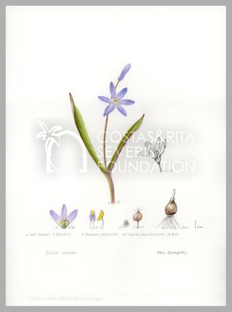 Scilla lochiae-PNT-01126