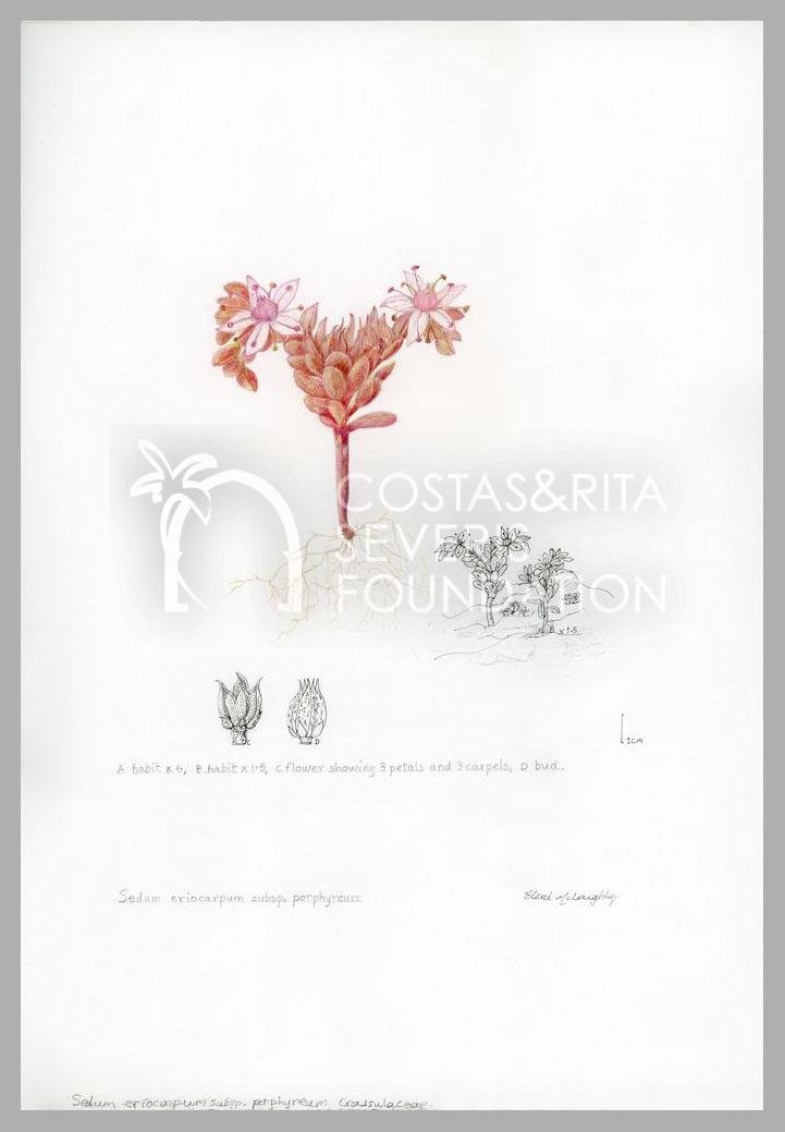 Sedum eriocarpum subsp. porphyreum-PNT-01127