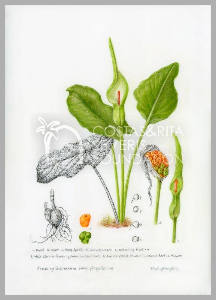 Arum cylindraceum subsp. pitsyllianum-PNT-01128