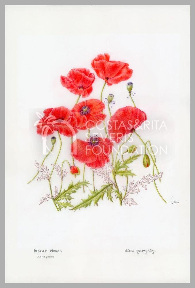 Papaver rhoeas παπαρούνα-PNT-01129