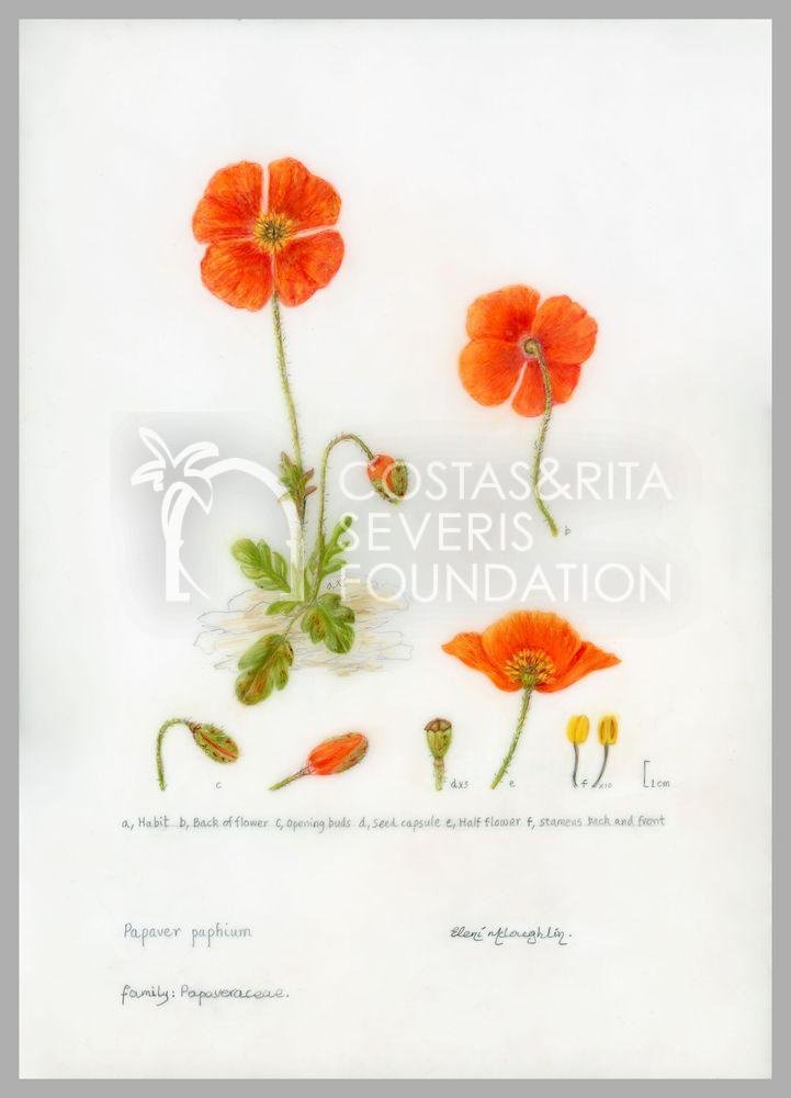 Papaver paphium-PNT-01130