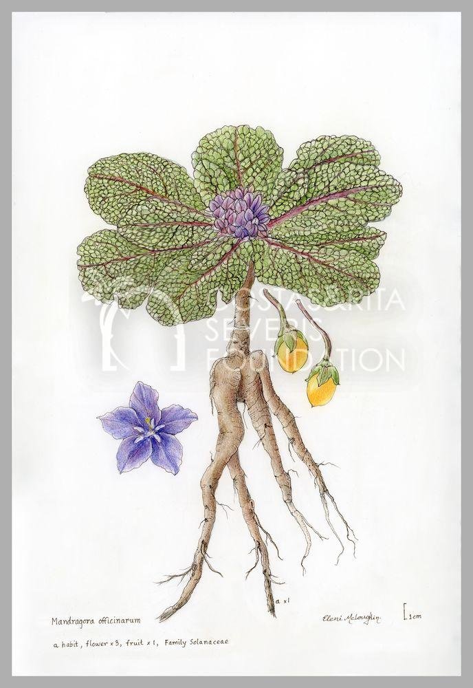 Mandragora officinarum-PNT-01131