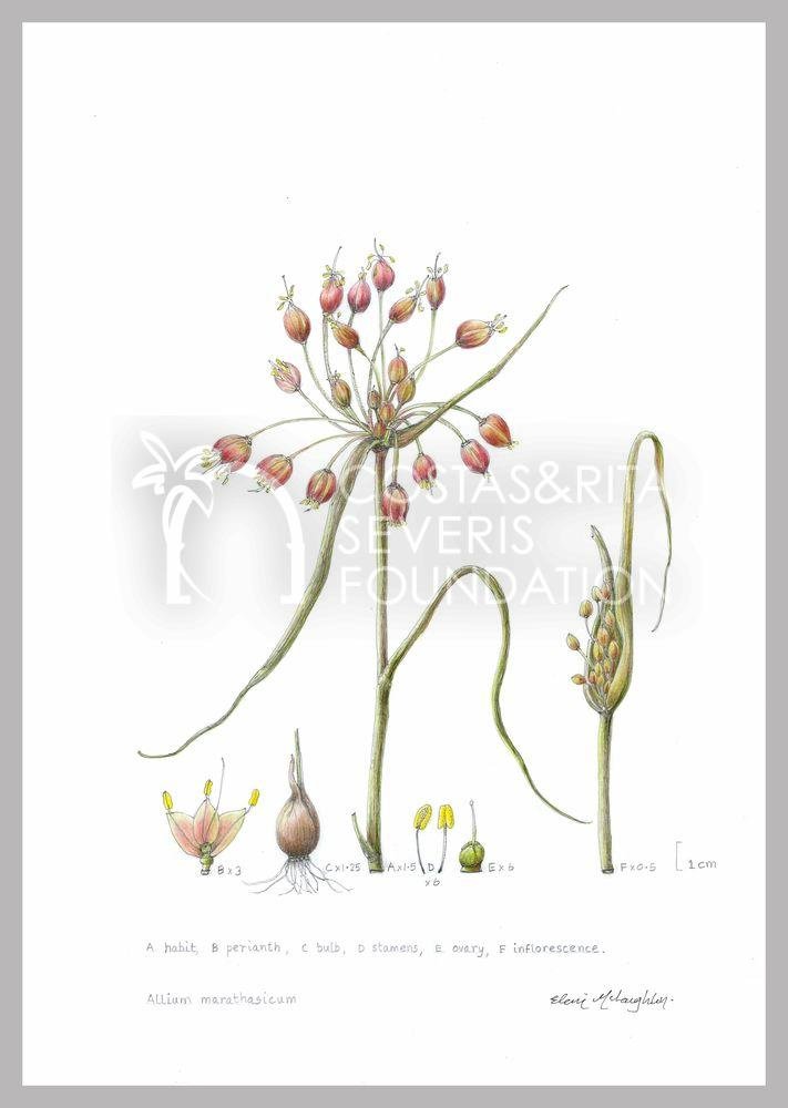 Allium marathasicum-PNT-01137
