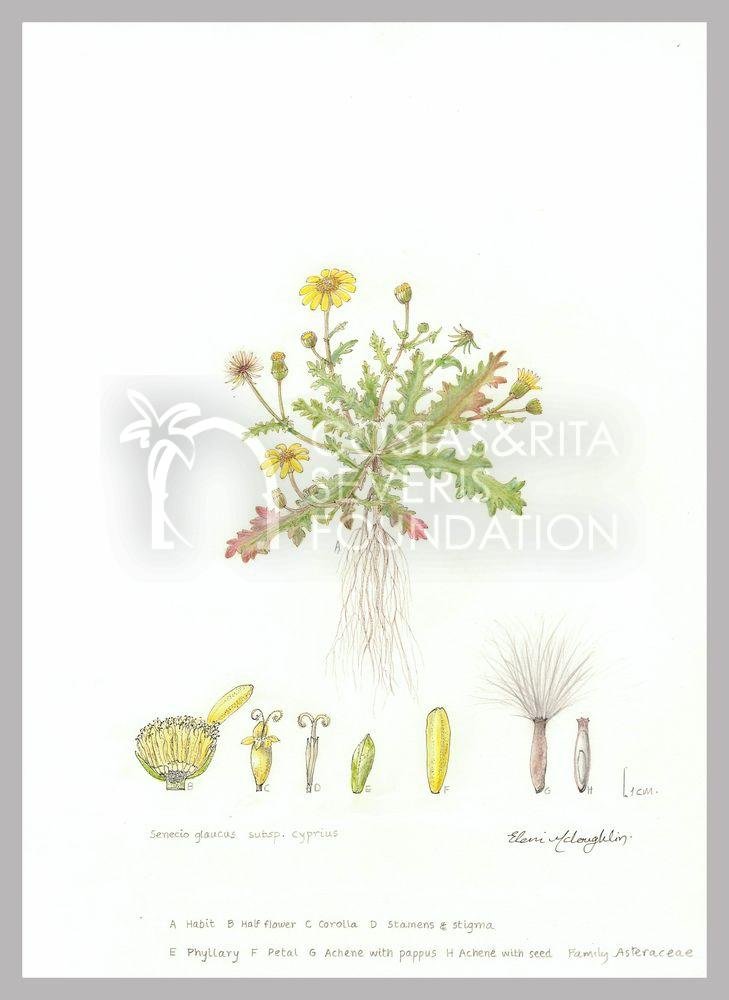 Senecio glaucus subsp. cyprius-PNT-01138