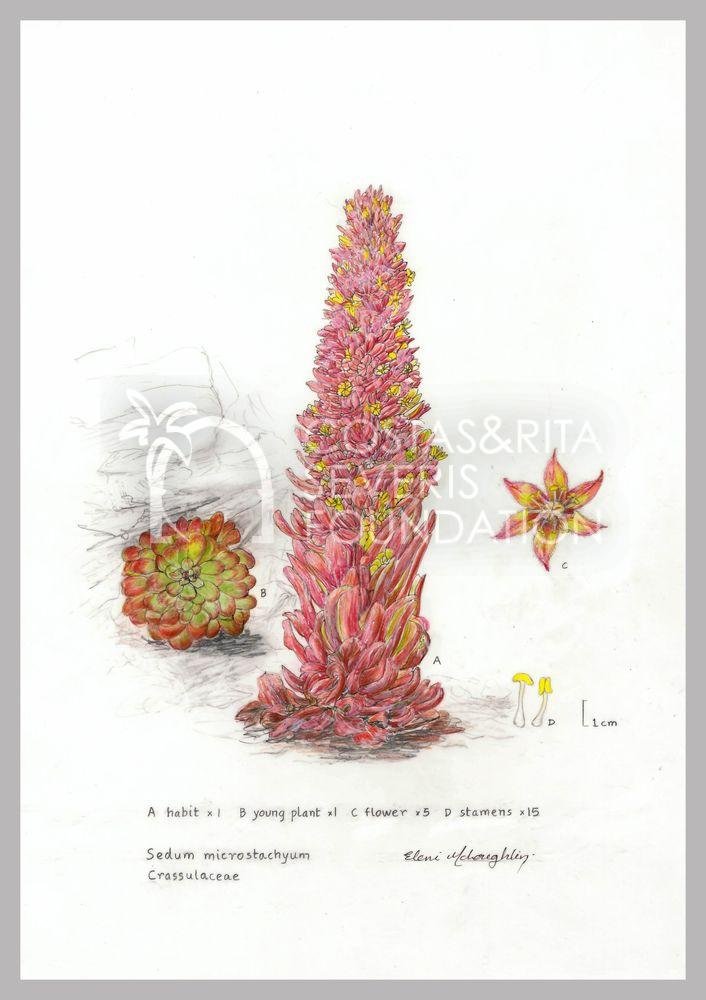 Sedum microstachyum Crassulaceae-PNT-01139