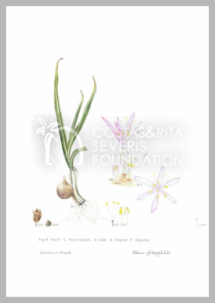 Colchicum troodi-PNT-01140