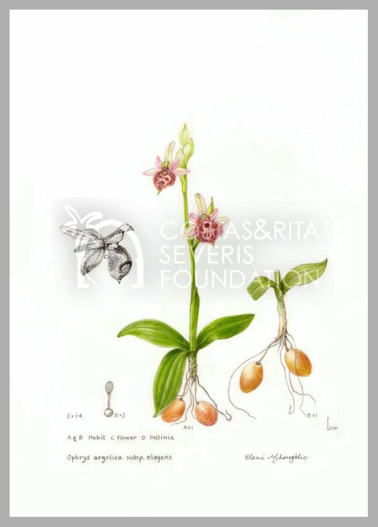 Ophrys argolica subsp. Elegans-PNT-01150