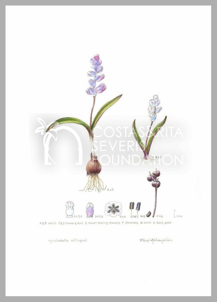 Hyacinthella millingenii-PNT-01151