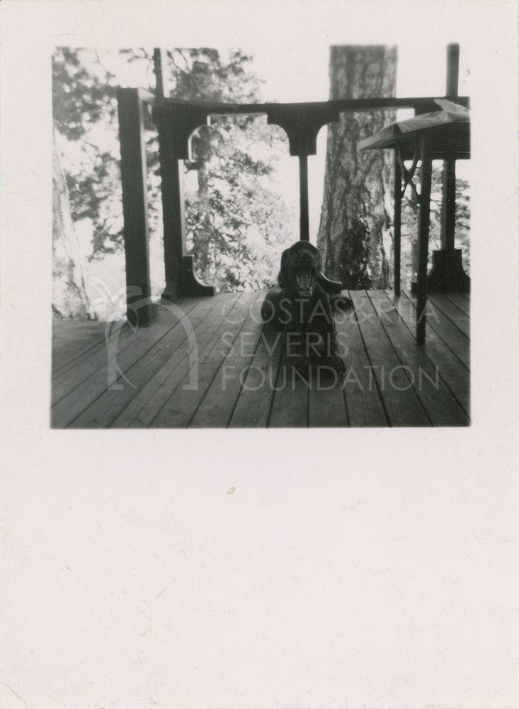 Dog on a patio-pht_CP_0299