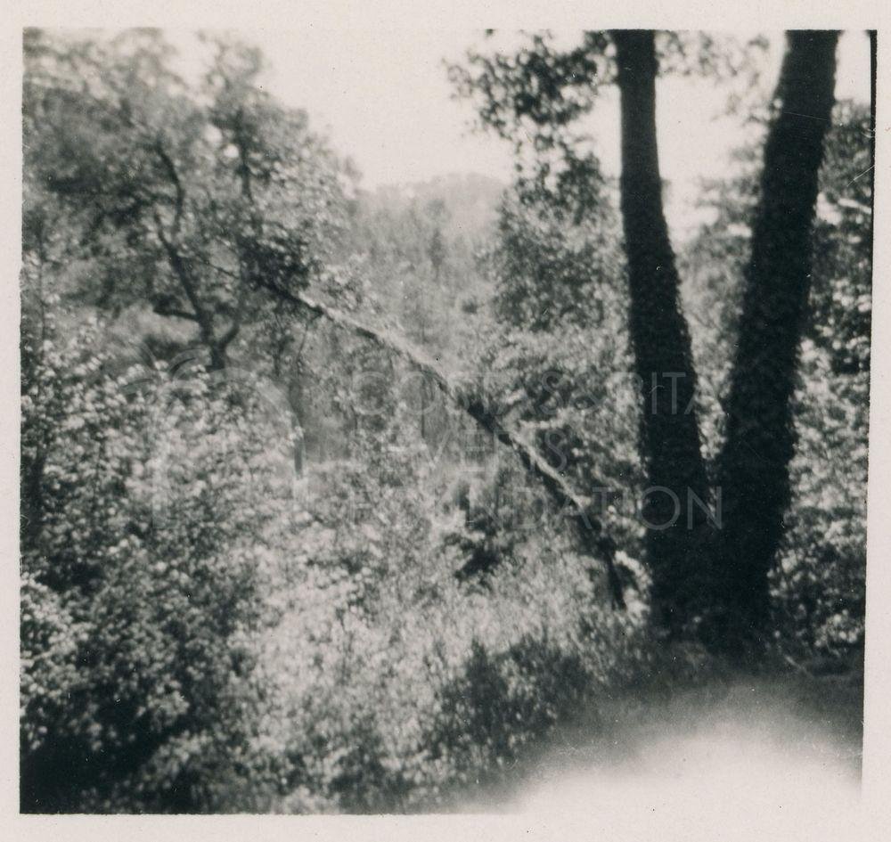 Trees-pht_CP_0306