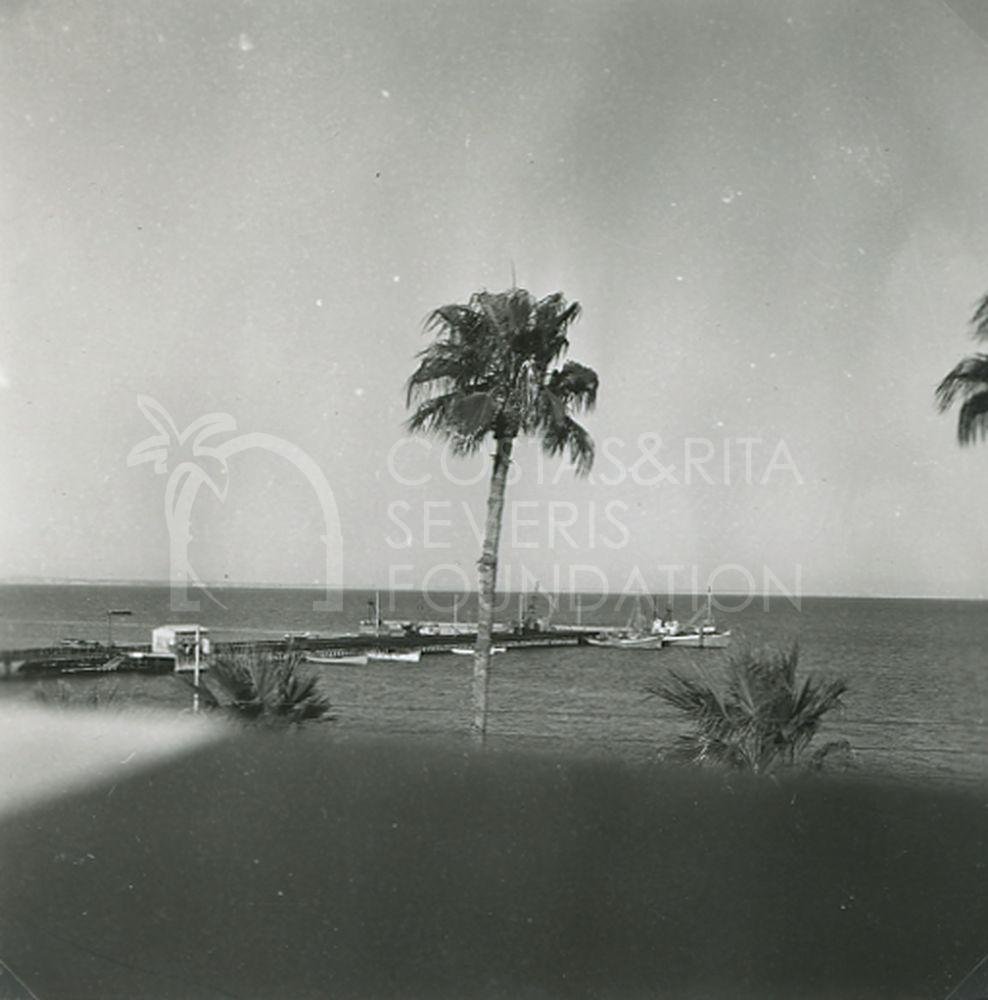 Palm tree-pht_GH_0020