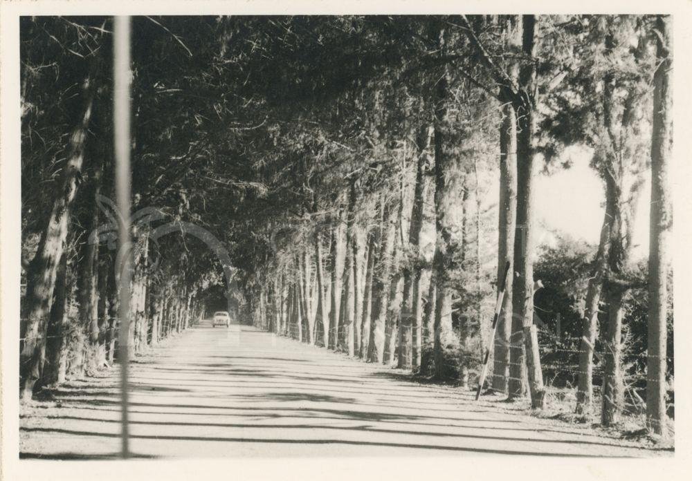 Tree lined road-pht_GT_044