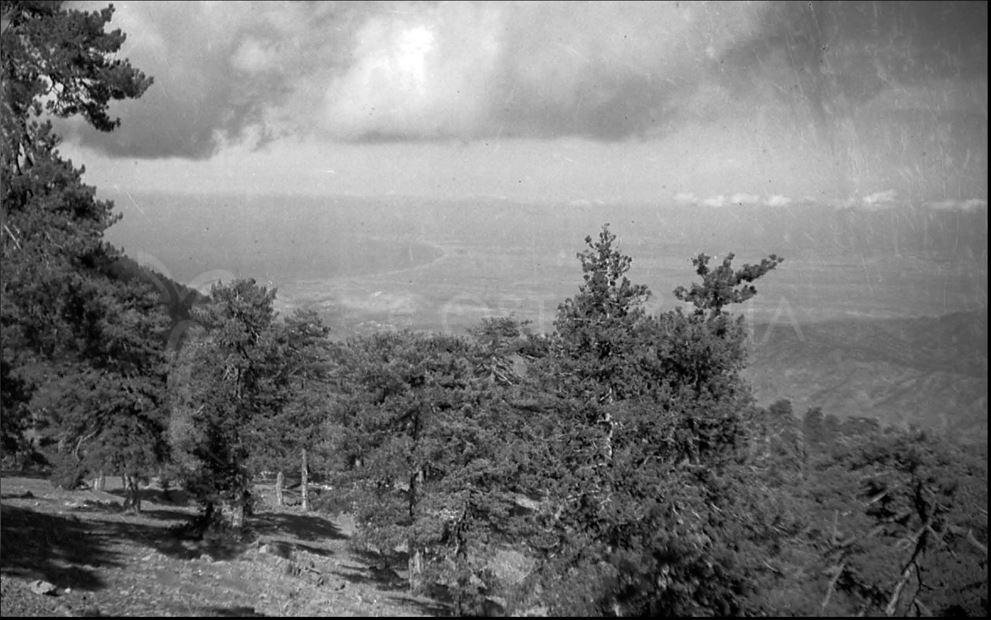 The pine forest in the Troodos mountains-pht_RC_138