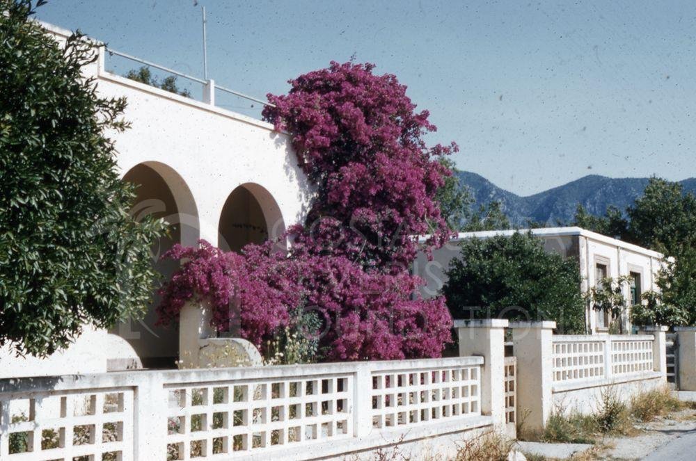 Bougainvillea-pht_TEB_0123