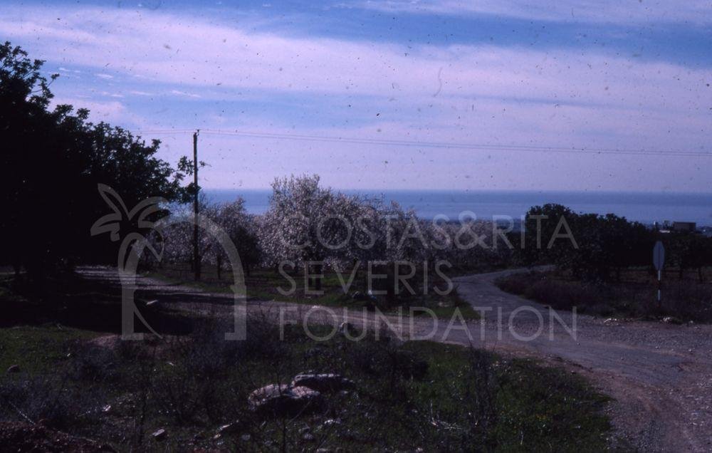 Road with almond trees-pht_TEB_0220