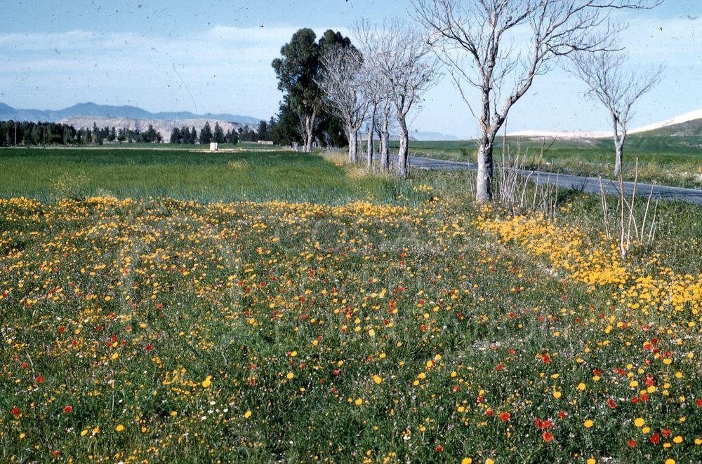 Meadow in Cyprus-pht_TEB_0258