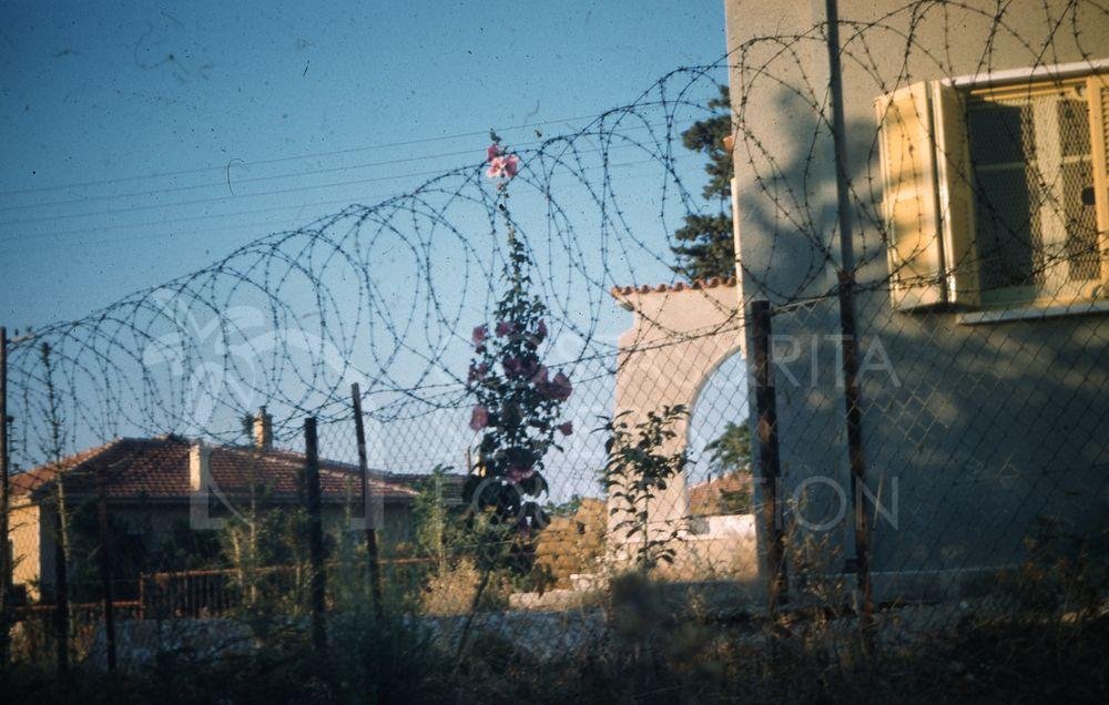 Flower and barbed wire in Kyrenia-pht_TEB_0279