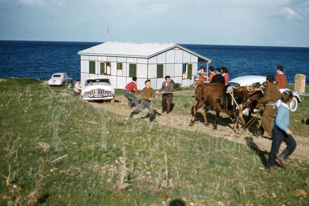 Oxen towing a car-pht_TEB_0283