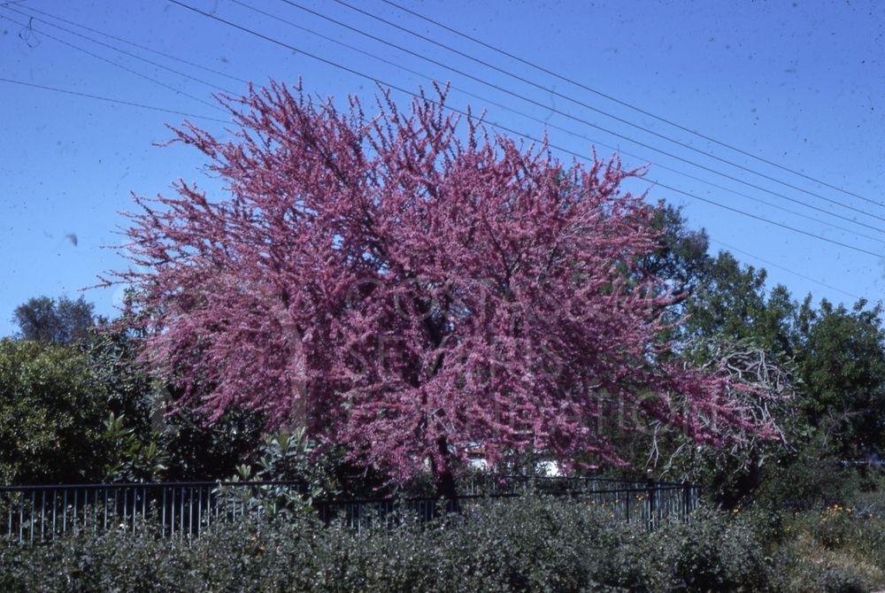Tree in bloom-pht_TEB_0317