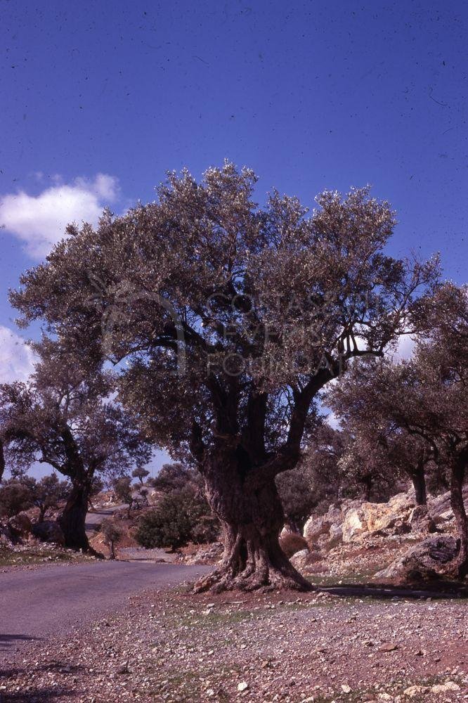 Olives trees-pht_TEB_0318