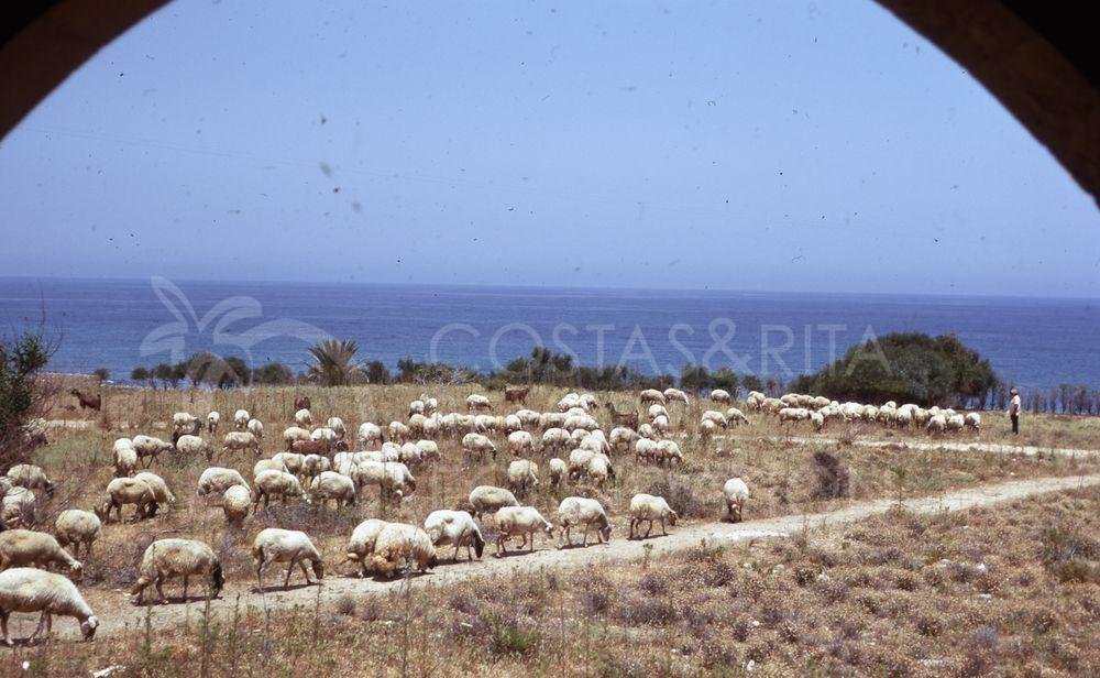 Sheep with herder-pht_TEB_0411