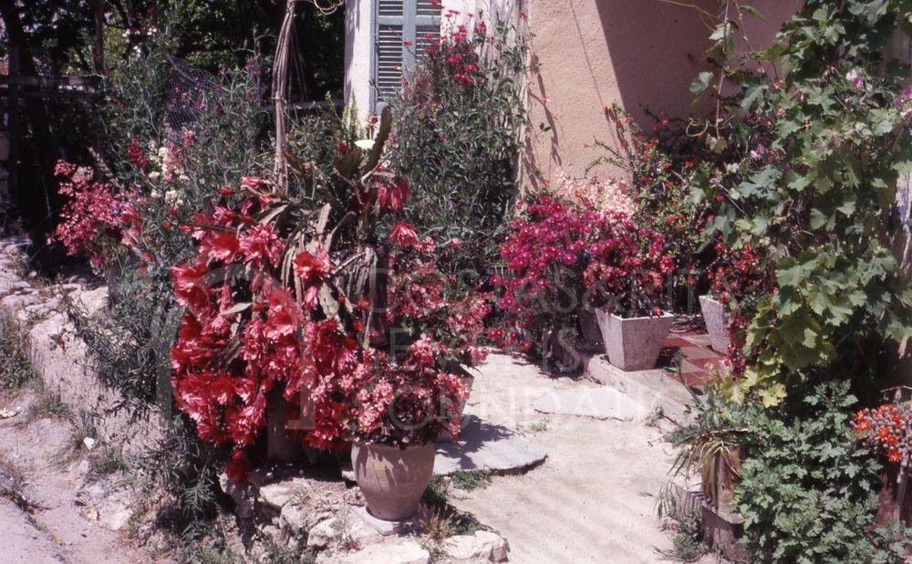Potted plants-pht_TEB_0449