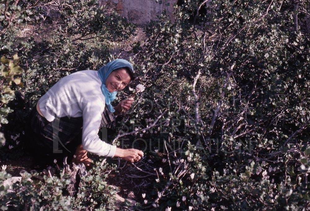 Edith picking Cyclamen-pht_TEB_0457