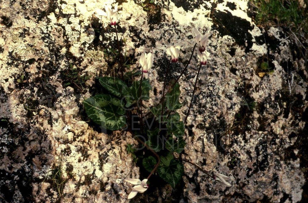 Cyclamen-pht_TEB_0459